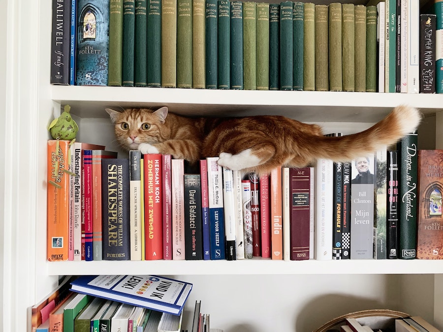 cat flex
