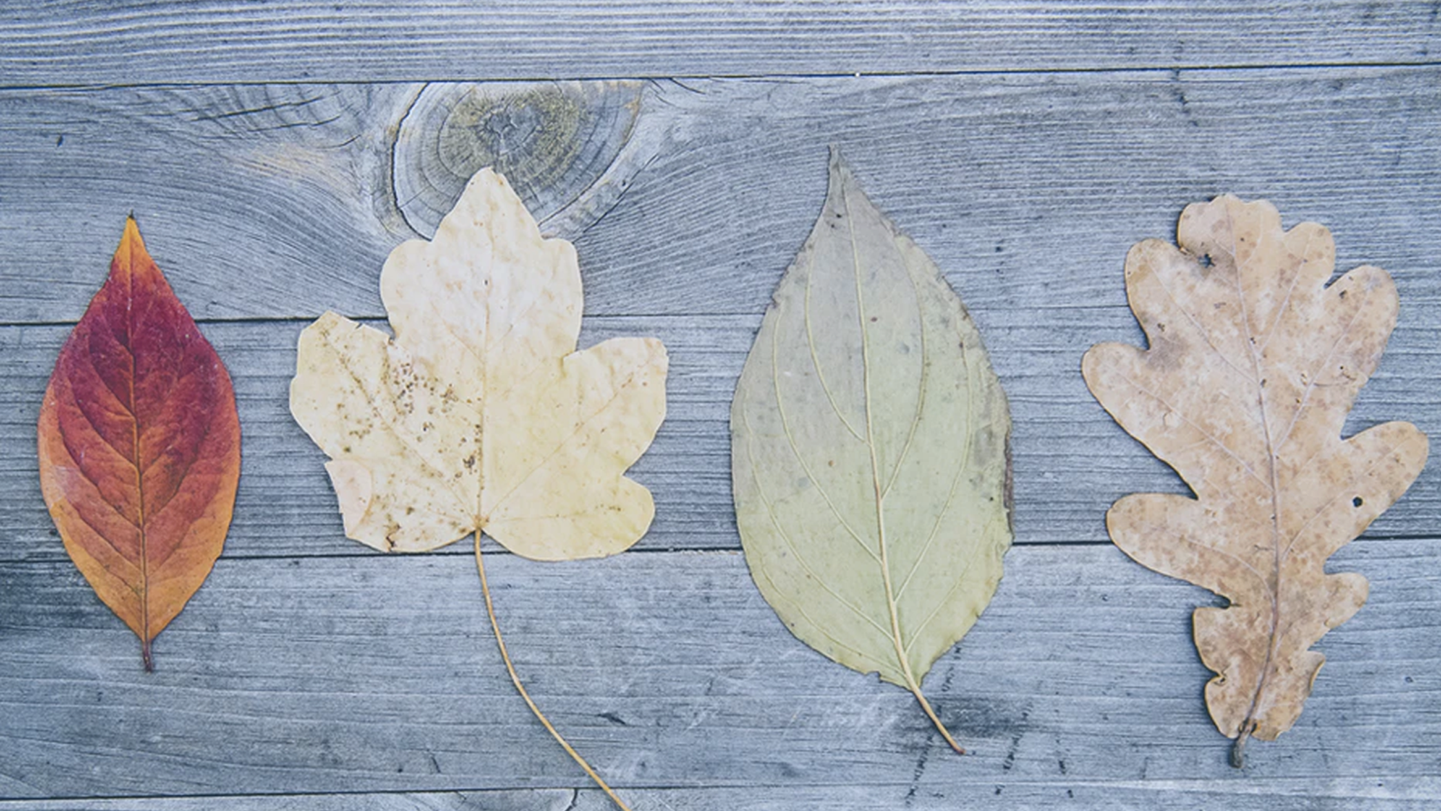 Feuilles