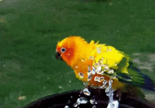 wash parrot